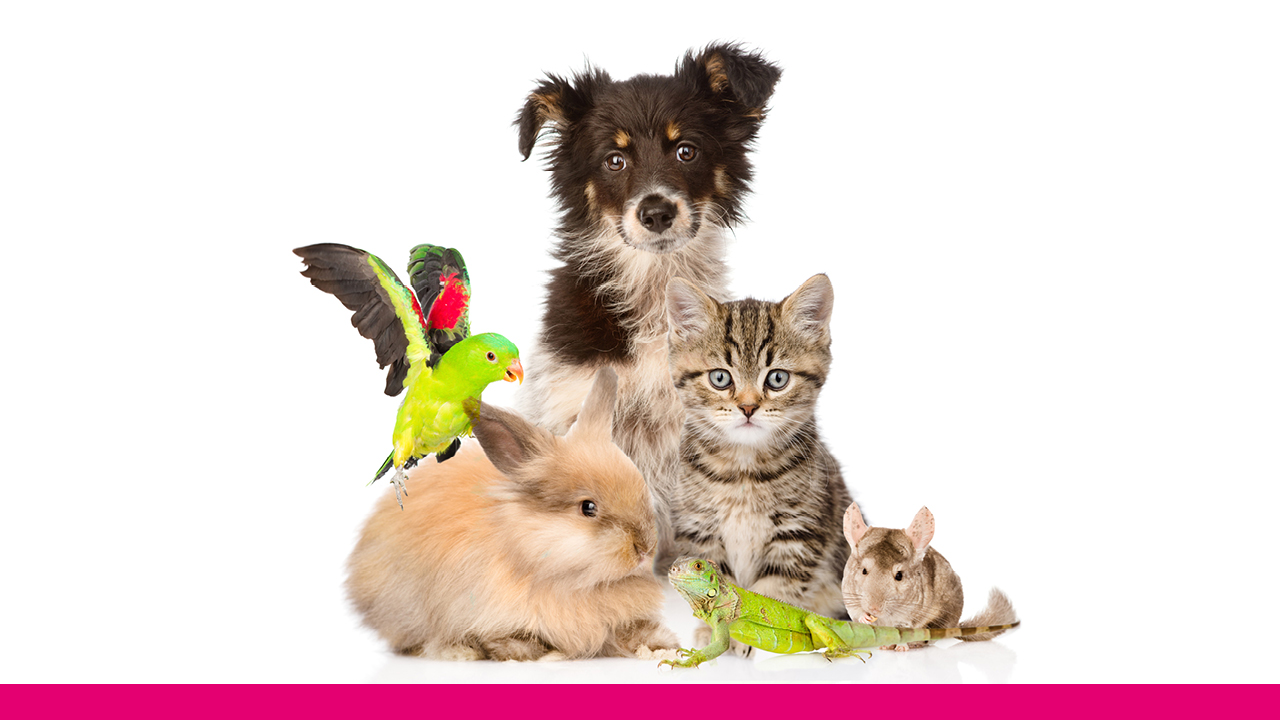 A group of animals including a dog, cat, rabbit, bird and iguana